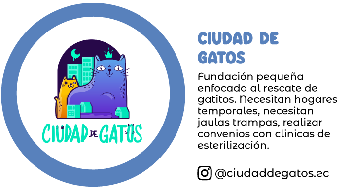 ciudad-de-gatos